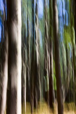 48. Blurred pine trees.