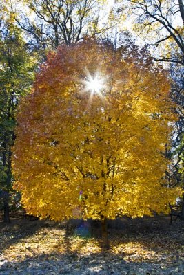 49.  Early sun through a fall colored tree.