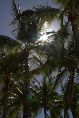 5.  Sun thru Waikiki Beach palm trees.