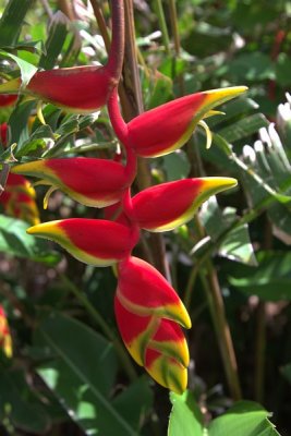 16.  Heliconia.  Mauis Tropical Plantation.