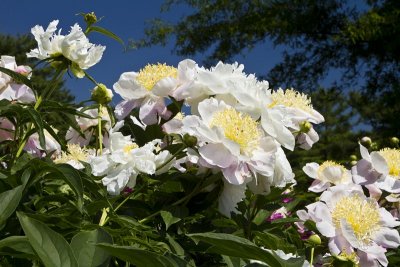 DR. KINSEY'S PEONY GARDEN AT MEDFORD LEAS