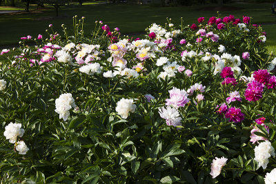 DR. KINSEY'S PEONY GARDEN AT MEDFORD LEAS