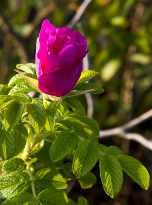 1.  A Nantucket Rose - Rosa Rugosa.