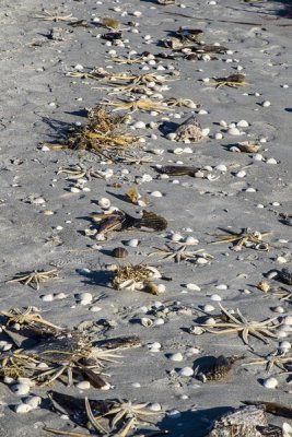 2.  A shell strewn beach.