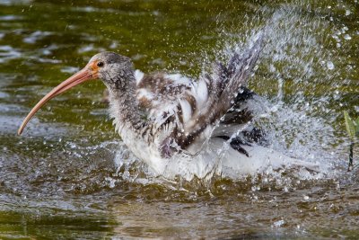 14.  Bathtime for a juvenile Ibis.