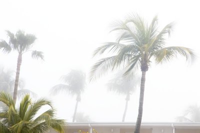 7.  Yes, even Paradise is subject to foggy mornings.