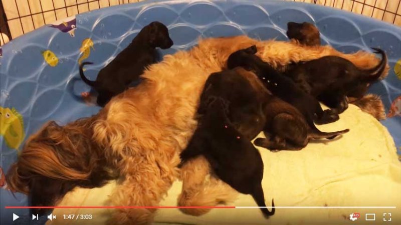 Zahra and her puppies at 4 weeks [3:03]