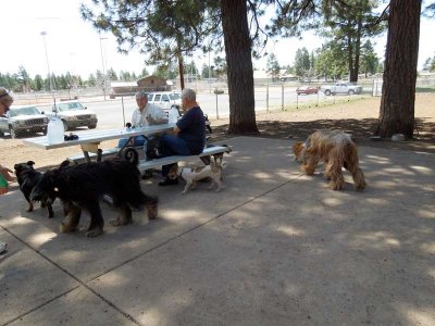 Thorpe Park in Flagstaff includes a great dog park