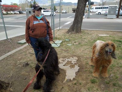 Walking the hounds in downtown Flagstaff