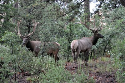 Elk in the woods