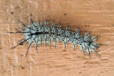 Lophocampa caryae caterpillar