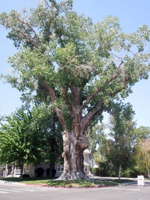 Nevada Bicentenniel Tree