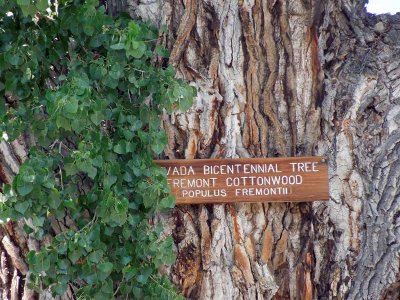 Fremont Cottonwood