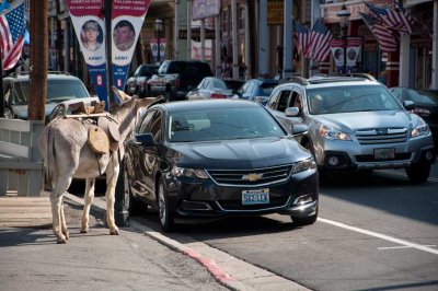 The donkey and the Impala