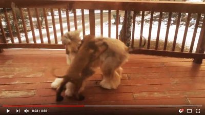 Bruno and Paris having a ball on the deck [0:56]