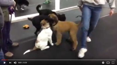 Bruno's puppy class playtime [0:29]