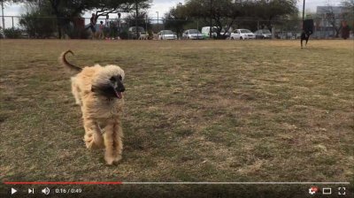 A Few Mojo Moments at the Local Dog Park [0:49]