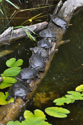 Orth - Donau Auen National park