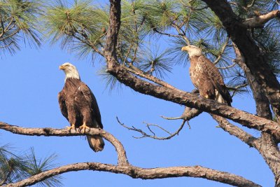 IMG_7857Eagles.jpg