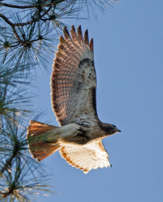 IMG_9364hawk.jpg
