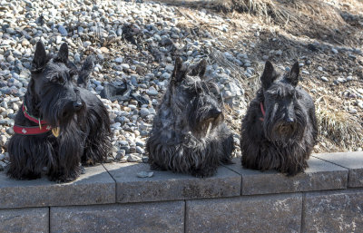 Three Scottie Lassies