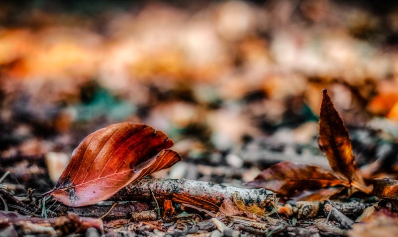 In The Leaf Litter