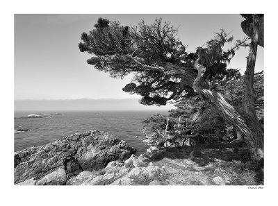 Point-Lobos_BW.jpg