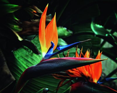 Bird of Paradise_1.jpg