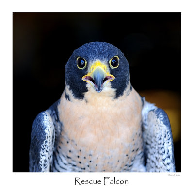 Rescue Falcon.jpg