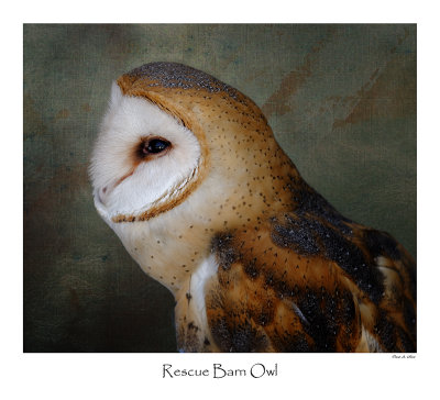Rescue Barn Owl.jpg