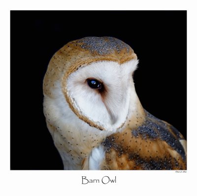 Barn Owl_1.jpg
