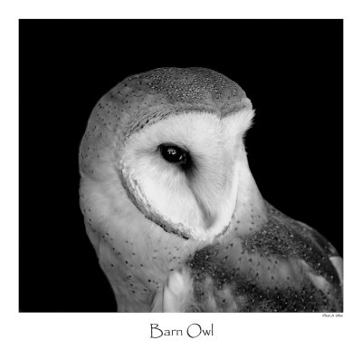 Barn Owl_BW.jpg