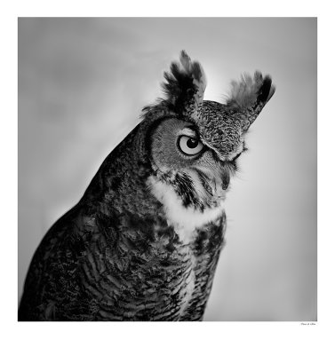 Owl_BW.jpg