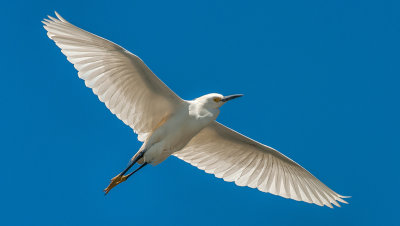 Snowy Egret in Flight.jpg