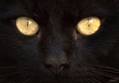 Cat eyes.jpg