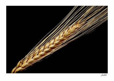 Wheat Spike.jpg