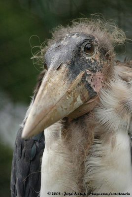 Marabou Stork<br><i>Leptoptilos crumenifer</i>