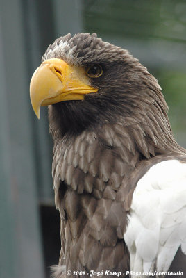 Steller's Sea-EagleHaliaeetus pelagicus