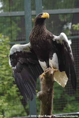 Steller's Sea-EagleHaliaeetus pelagicus