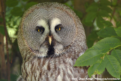 Great Grey OwlStrix nebulosa lapponica