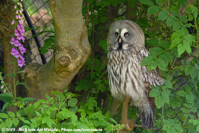 Great Grey OwlStrix nebulosa lapponica