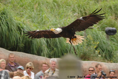 Bald EagleHaliaeetus leucocephalus ssp.