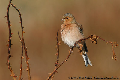 Common Chaffinch  (Vink)
