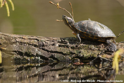 Pond Slider  (Lettersierschildpad)