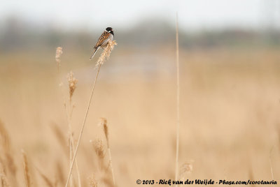 Common Reed BuntingEmberiza schoeniclus schoeniclus