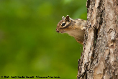 Siberian Chipmunk  (Siberische Grondeekhoorn)