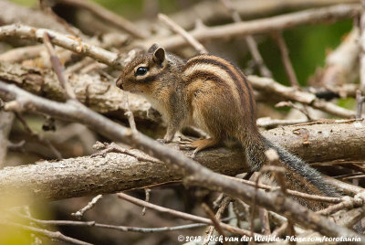 Siberian ChipmunkTamias sibiricus pallasi