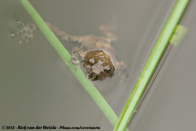 Yellow-Bellied ToadBombina variegata variegata