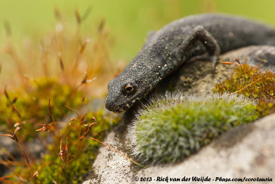 Reptiles and Amphibians of The Netherlands