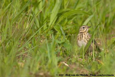 Tree PipitAnthus trivialis trivialis